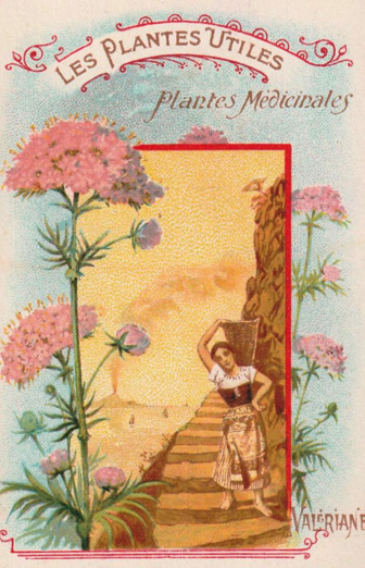 La Magie des plantes - Conf�rence