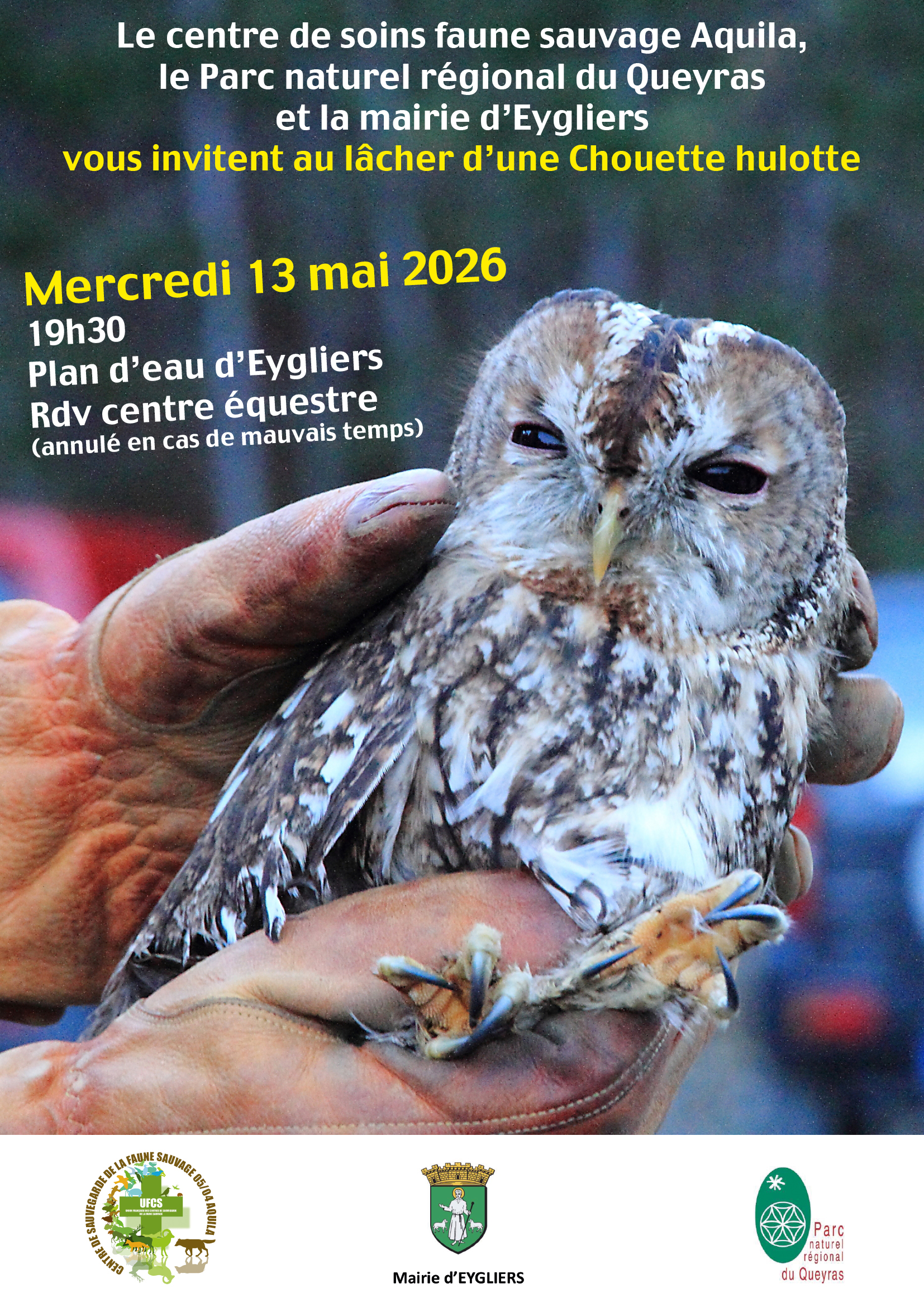 L�cher d'une Chouette hulotte