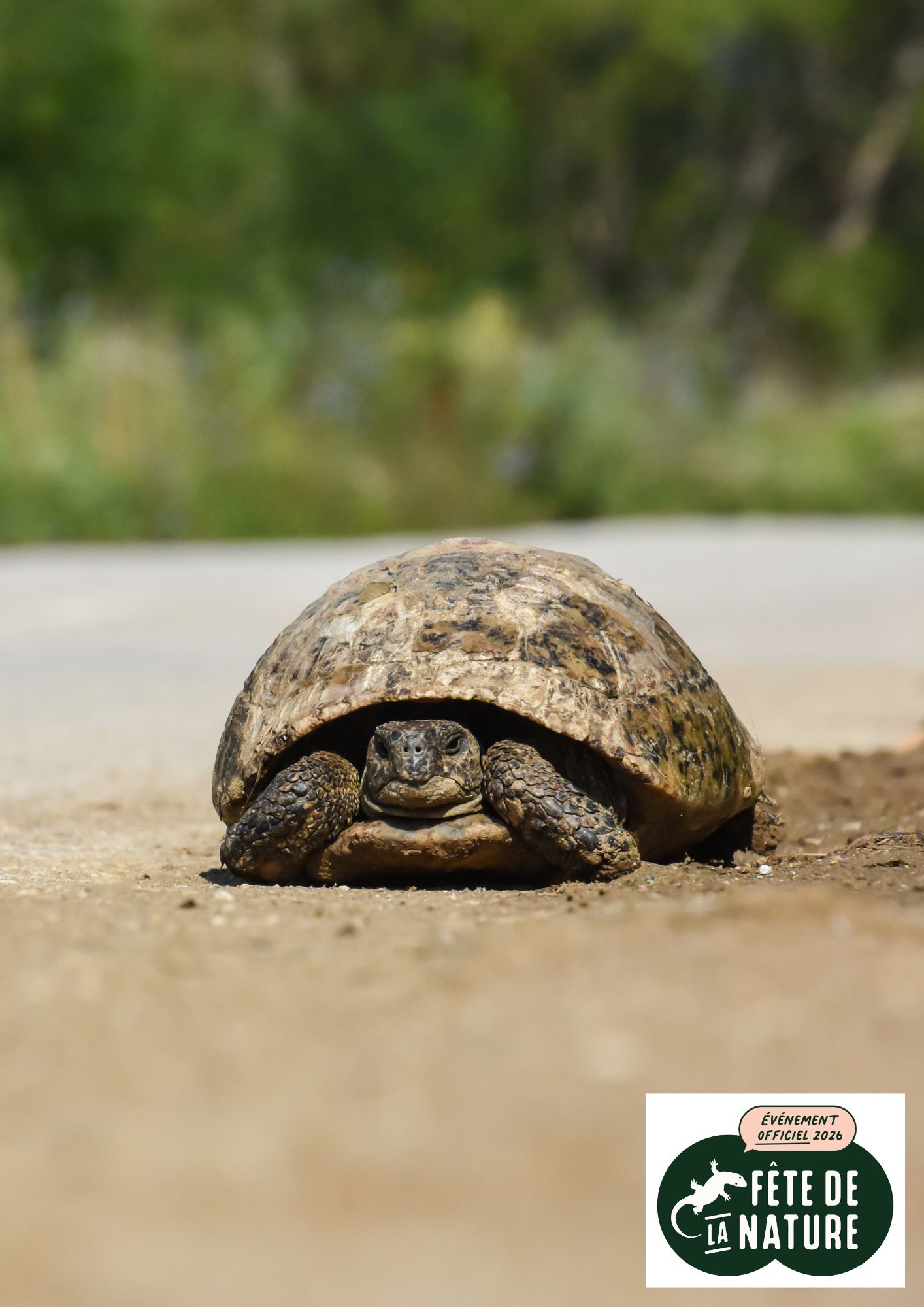 F�te de la nature : Atelier tortues de terre et insectes