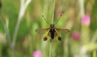 Les insectes et autres petites b�tes qui nous entourent - Conf�rence