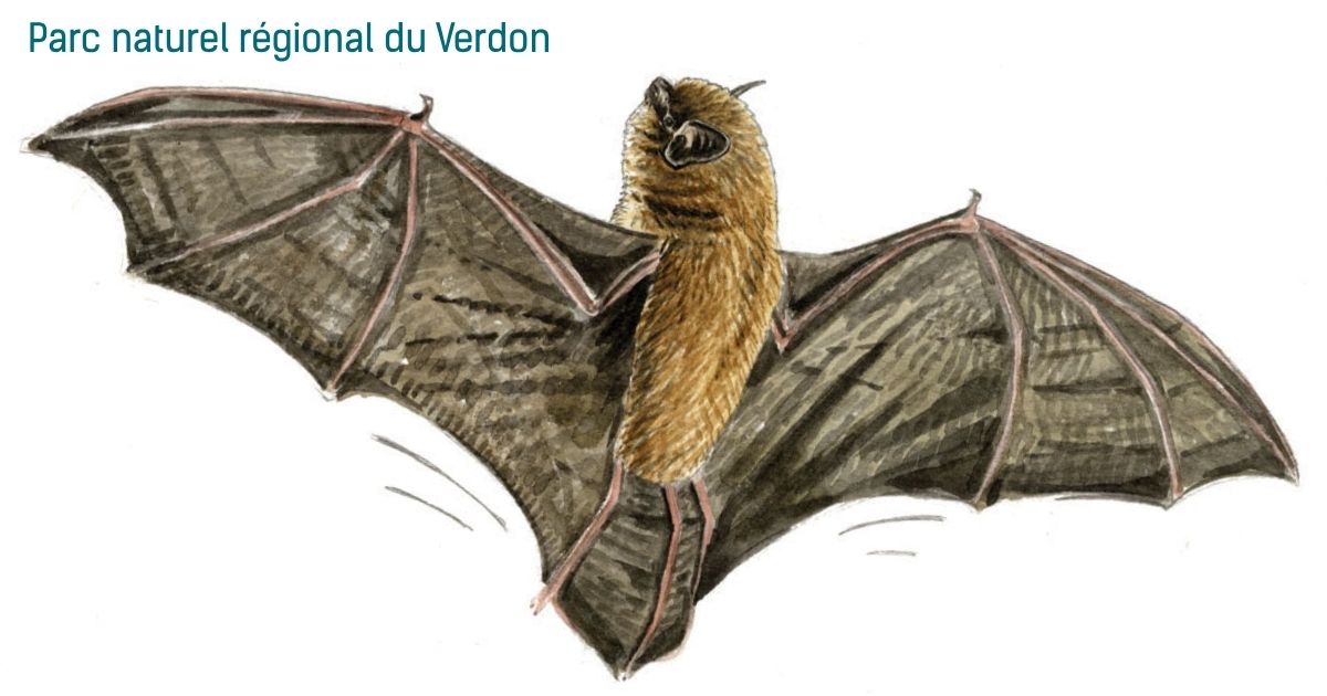 Les chauves-souris