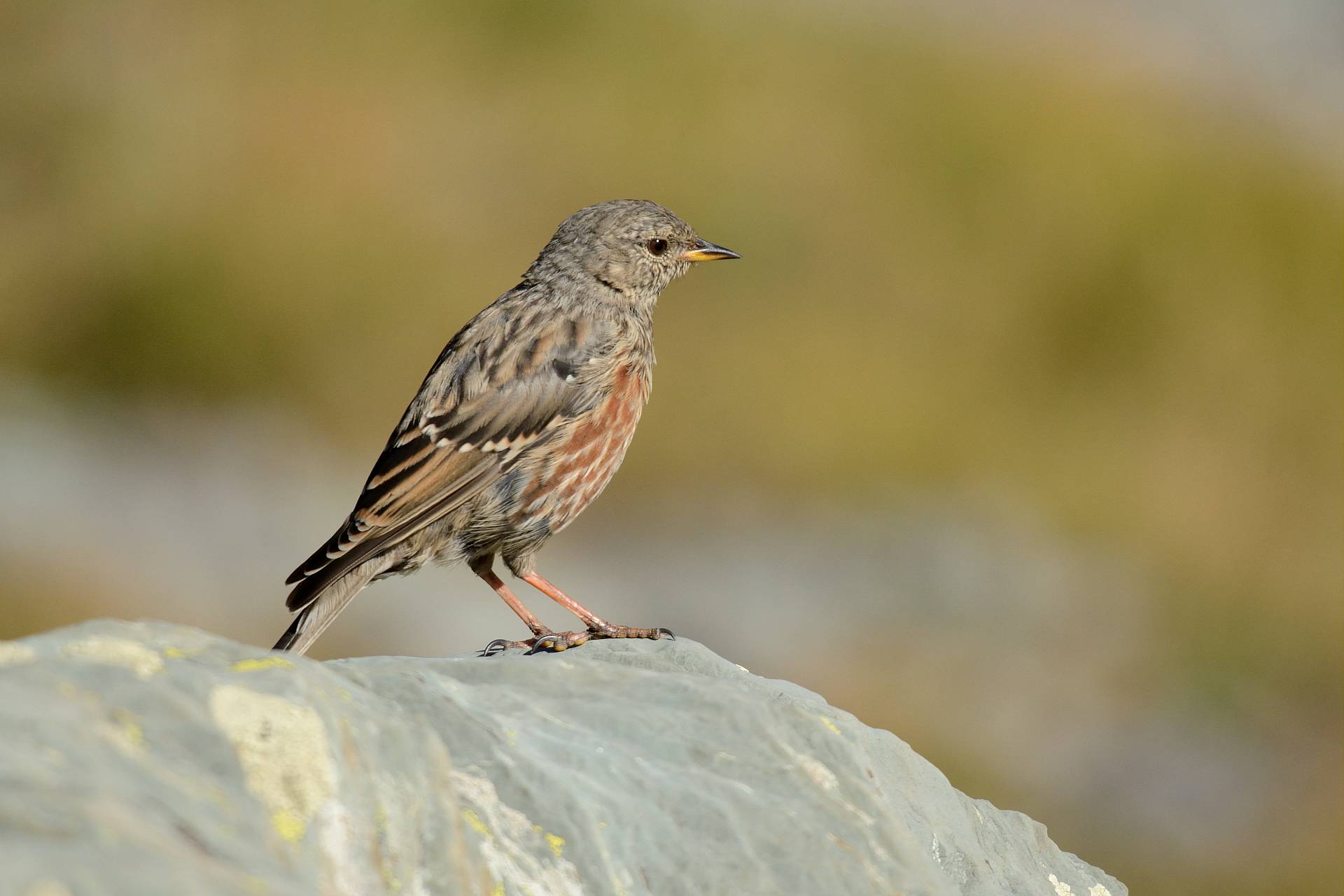 Balade d�couverte : les oiseaux des p�turages