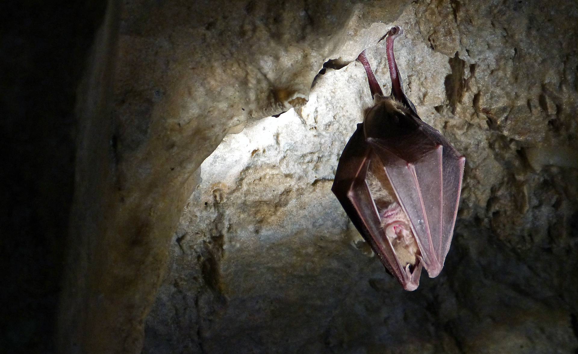 Nuit Internationale de la Chauve-Souris : Soir�e Grands Rhinolophes