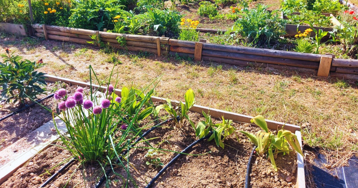 Porte ouverte aux Jardins Familiaux