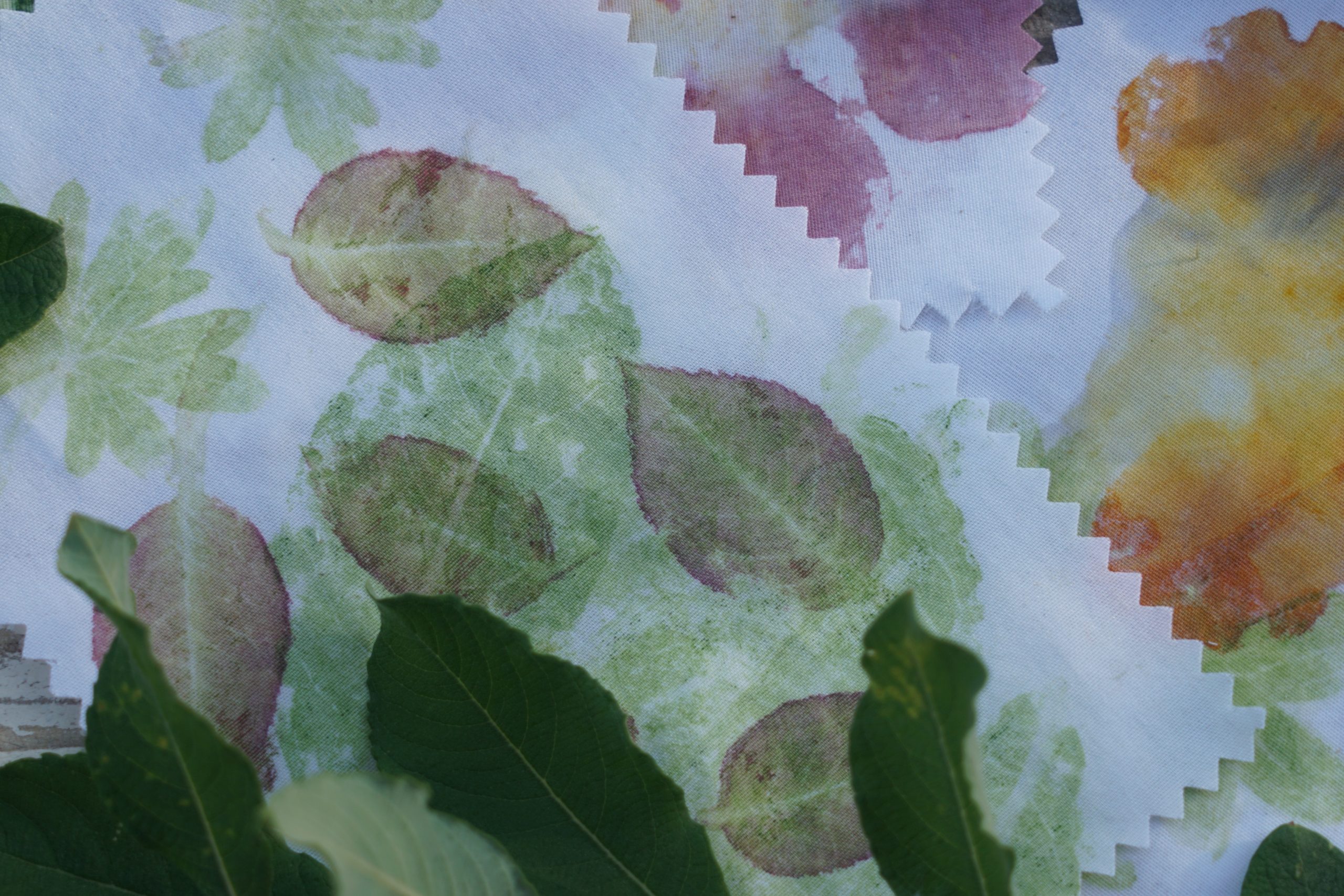 Atelier impressions v�g�tales � Tataki zom�