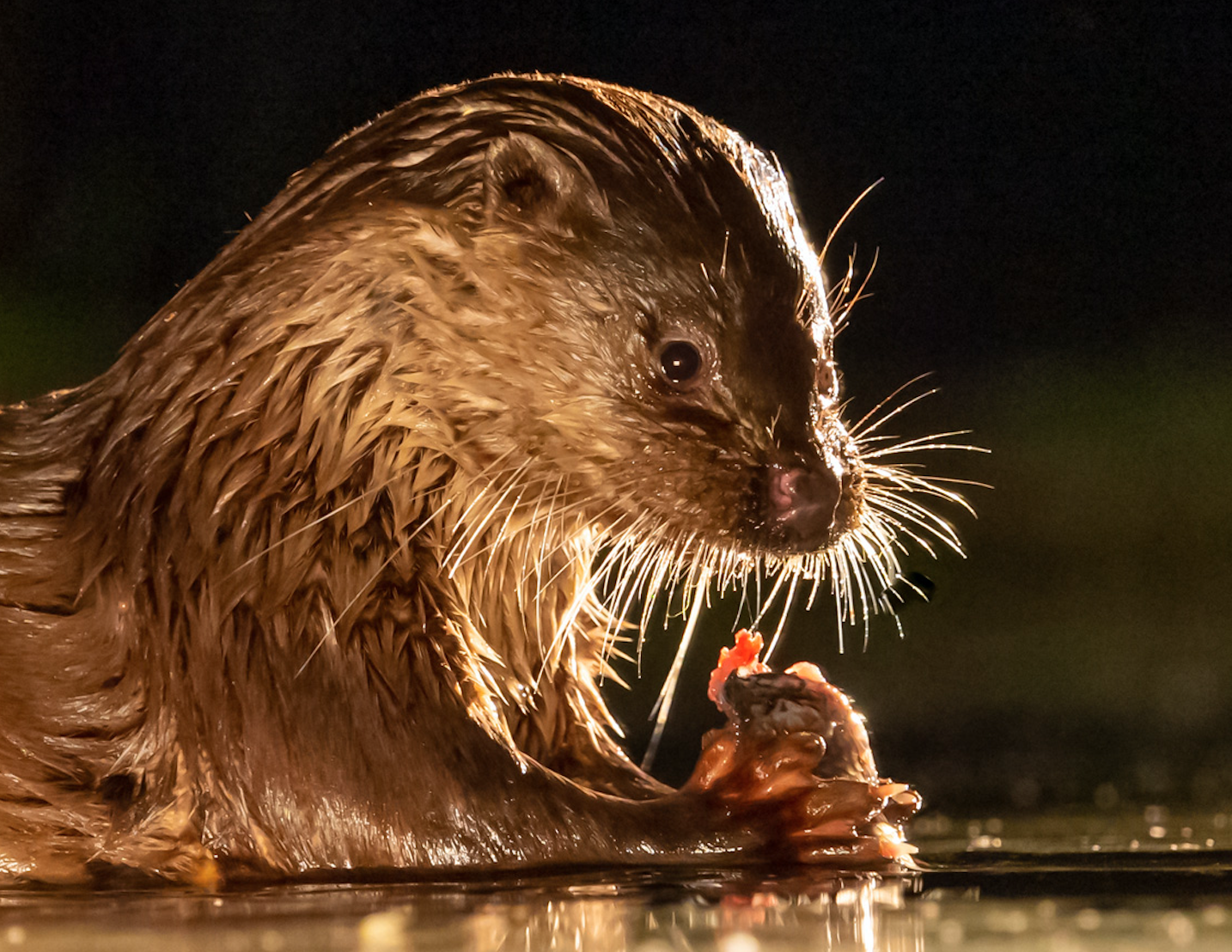 Soir�e cin� nature 
