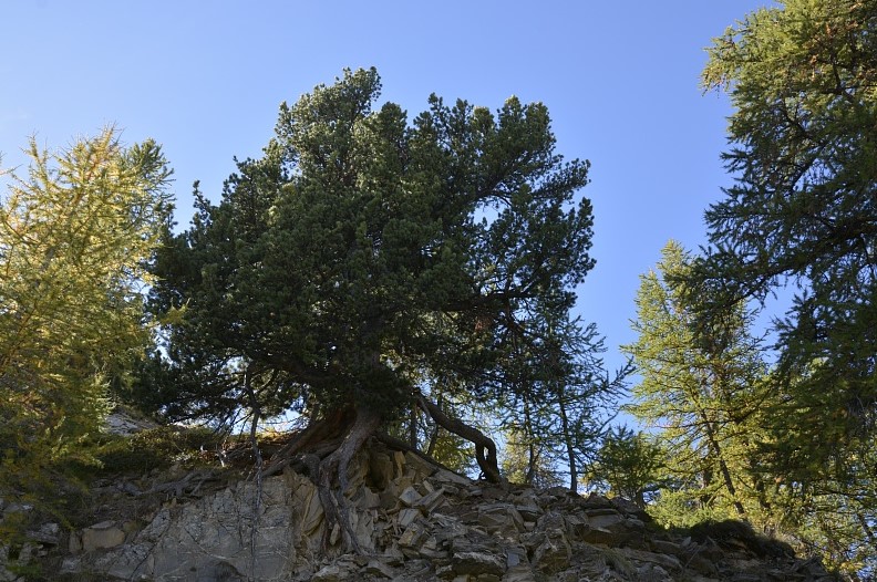 A la d�couverte des arbres