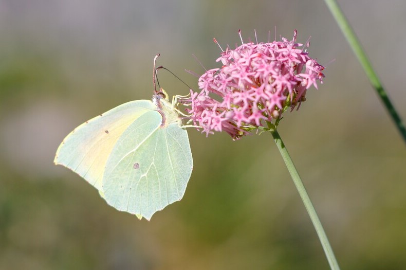 D�couverte des papillons