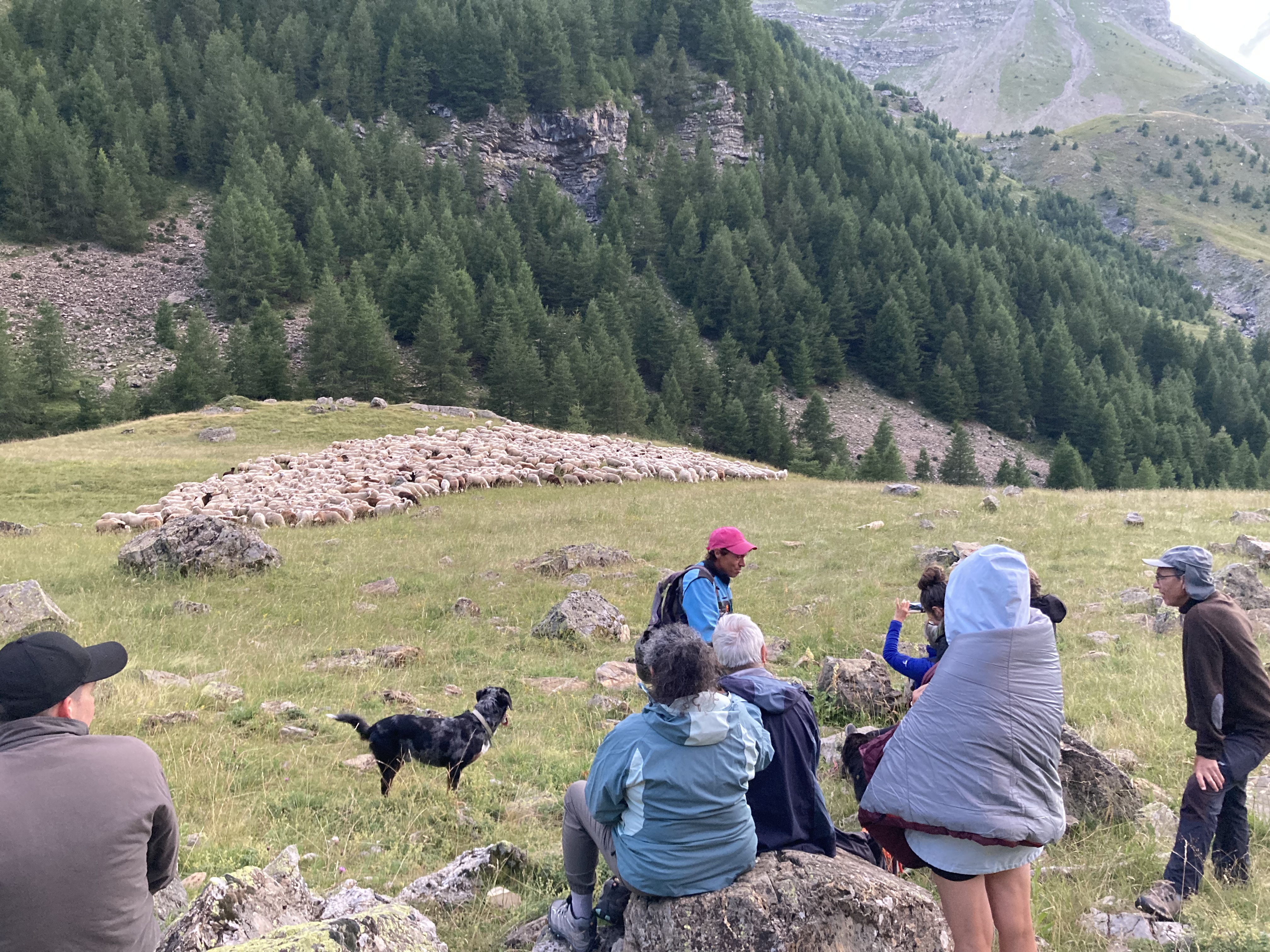 Suivi d'une transhumance vers le Refuge du Tourond