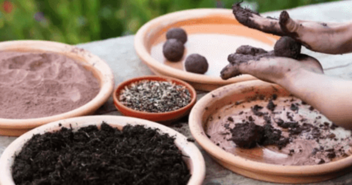 Atelier fabrication de bombes � graines pour pollinisateurs