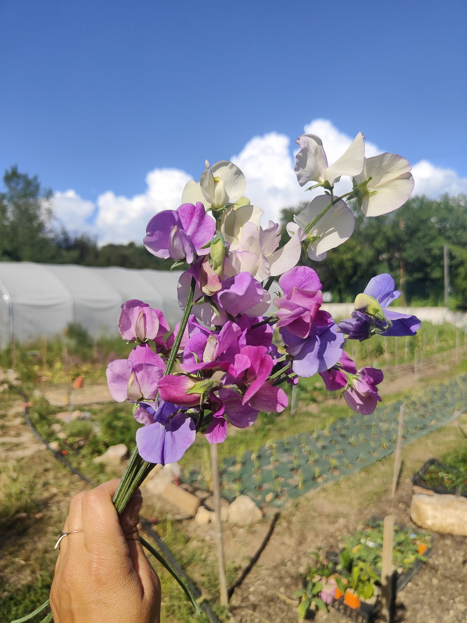 Fleurs de Marseille - Indus'3Days