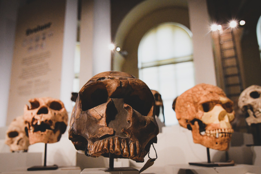 Esp�ces d�Hominines ! Initiation � la pal�oanthropologie