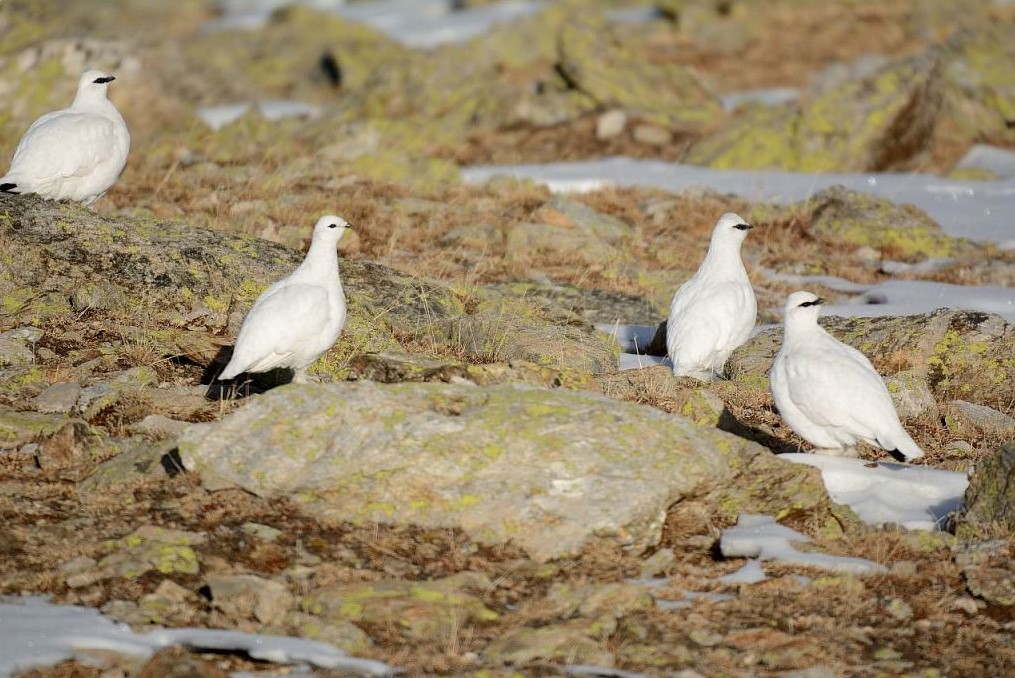 Le t�tras-lyre et les galliformes de montagne