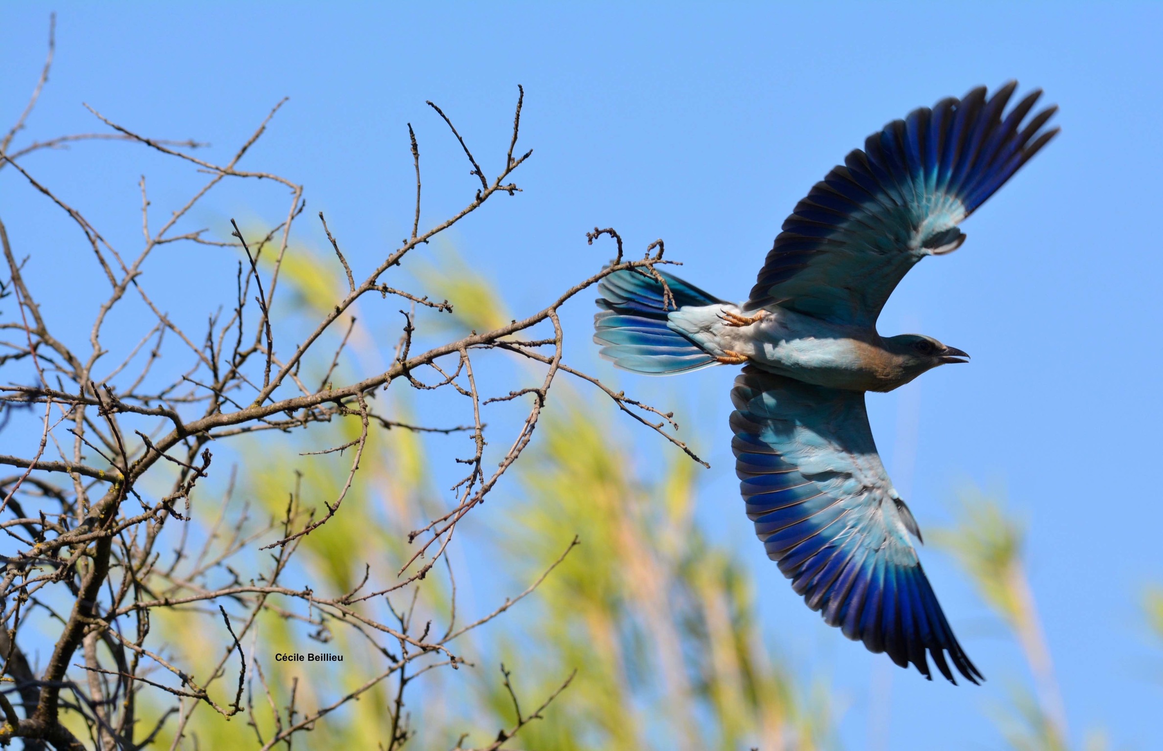 Balade ornithologique : Rolliers et autres oiseaux des A lpilles