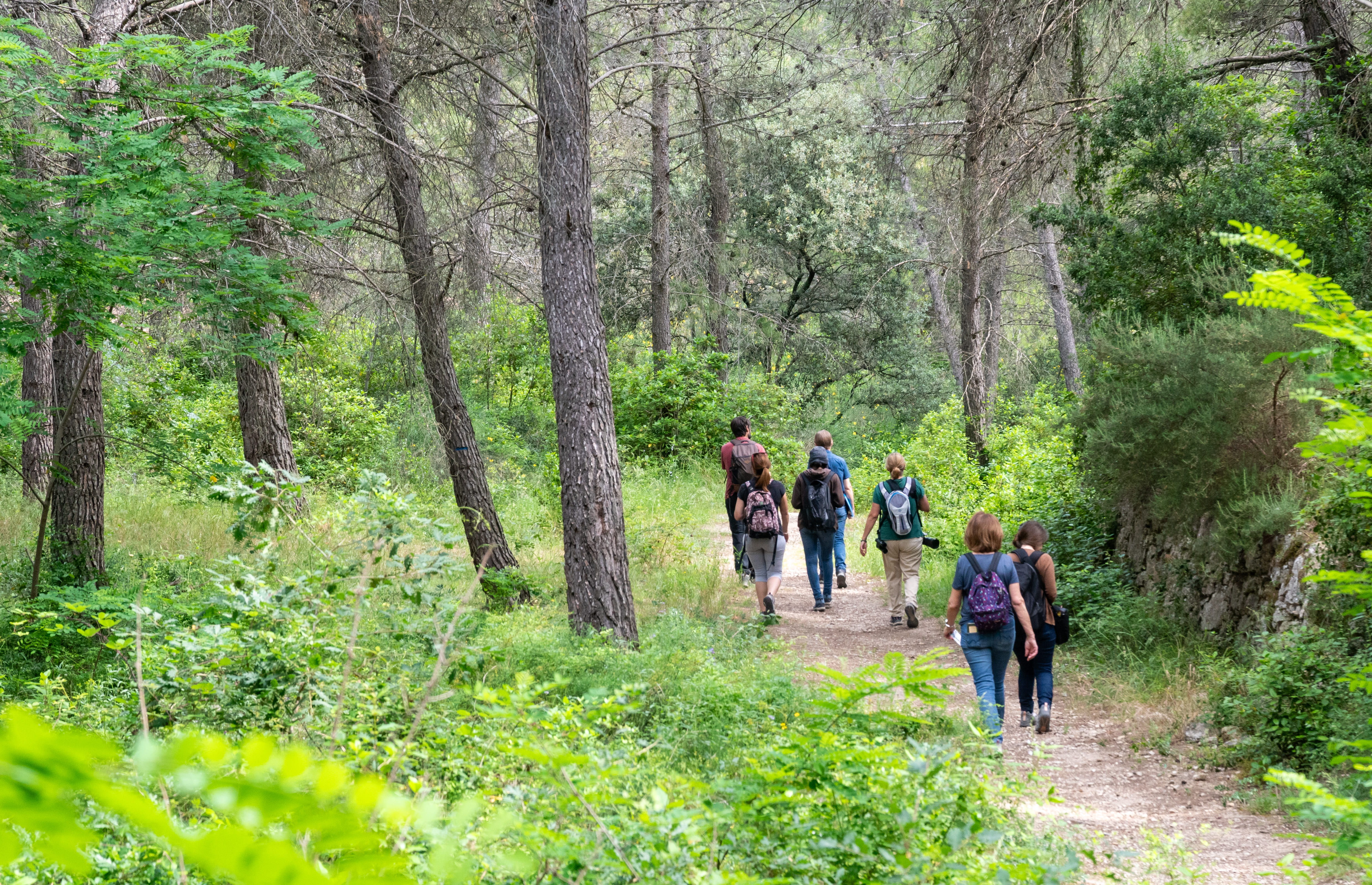 Balade en for�t : Immersion au c�ur de la pin�de des Alpilles