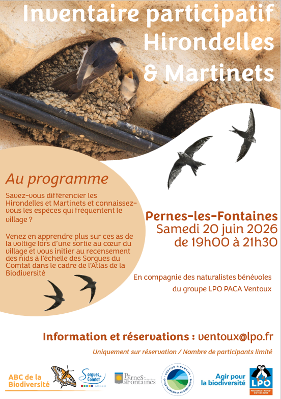 Inventaire participatif hirondelles & martinets