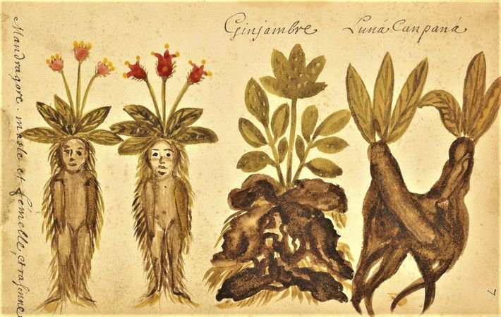 Visite en sc�ne : Femmes, Plantes et Savoirs au temps d'Hildegarde