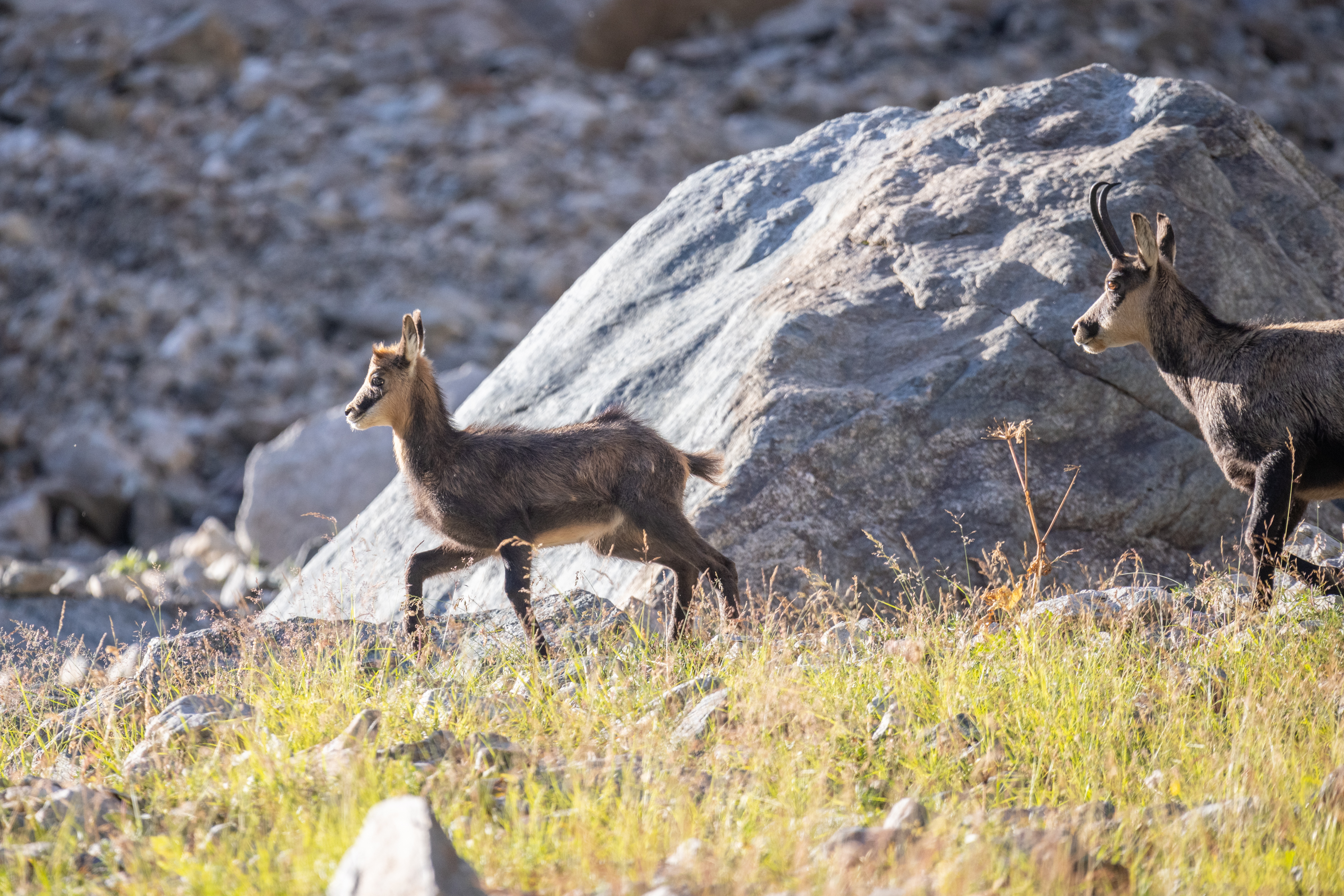 PENSER COMME UNE MONTAGNE : Atelier avec le PNE - Chamois, antilopes des Alpes