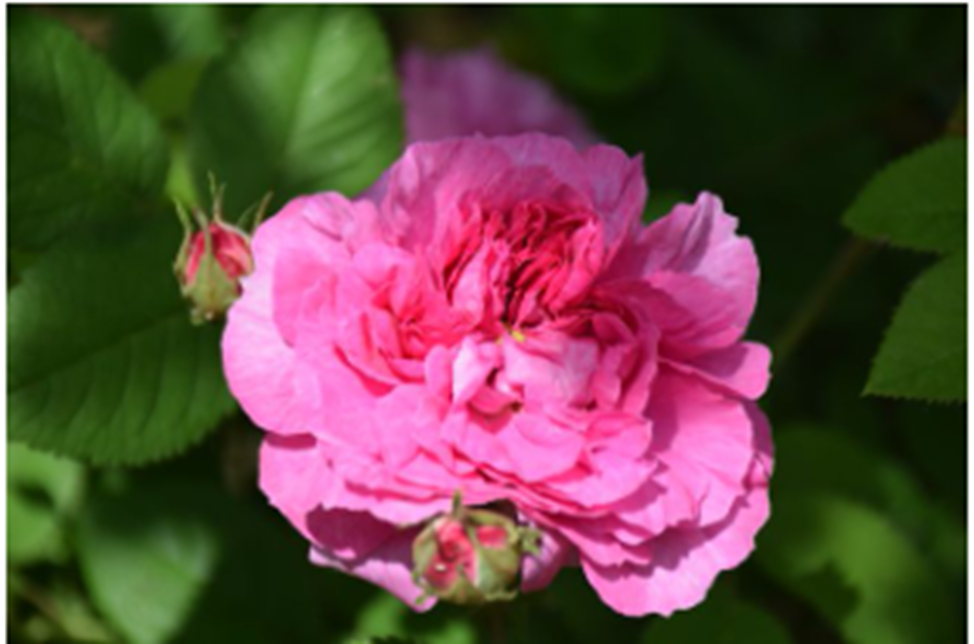 Rendez-vous aux jardins - Lectures intimistes : La rose en toutes lettres