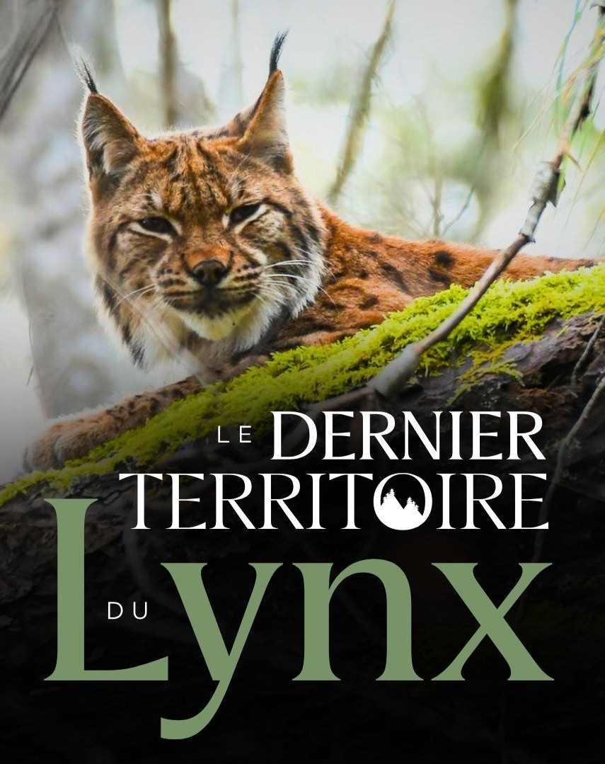 PENSER COMME UNE MONTAGNE: Film et conf�rence Le dernier territoire du lynx avec Ecotalk No�mie Jolly, Thomas Martin et Pierre Sabati�