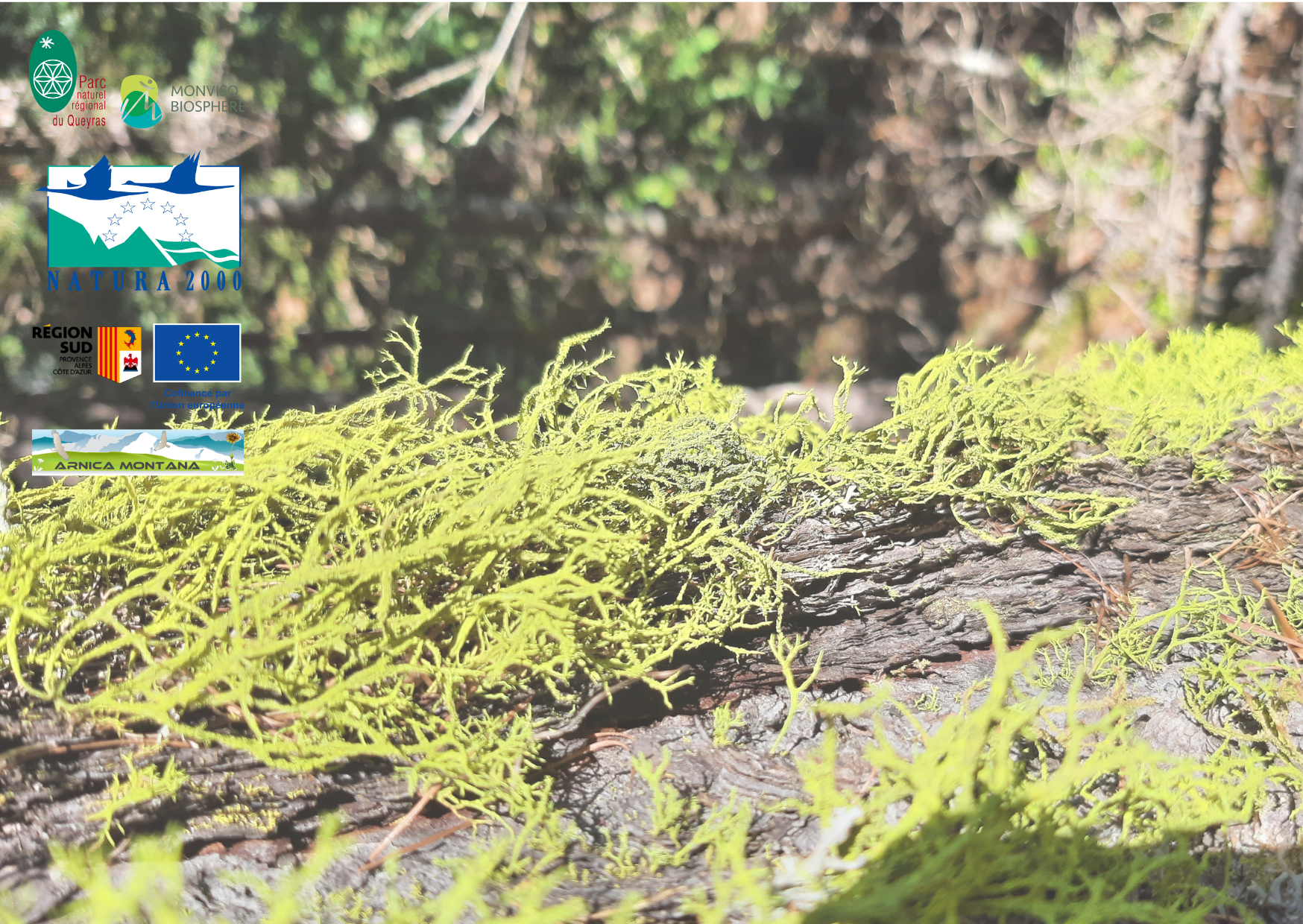 Sortie Lichens et oiseaux � Villar St Pancrace