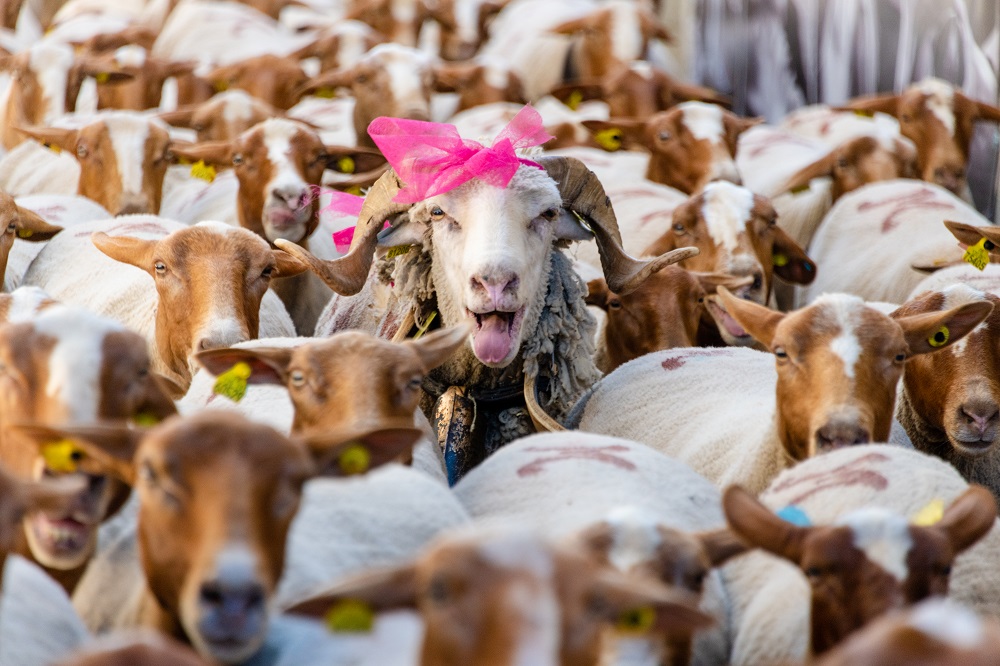 F�te de la transhumance
