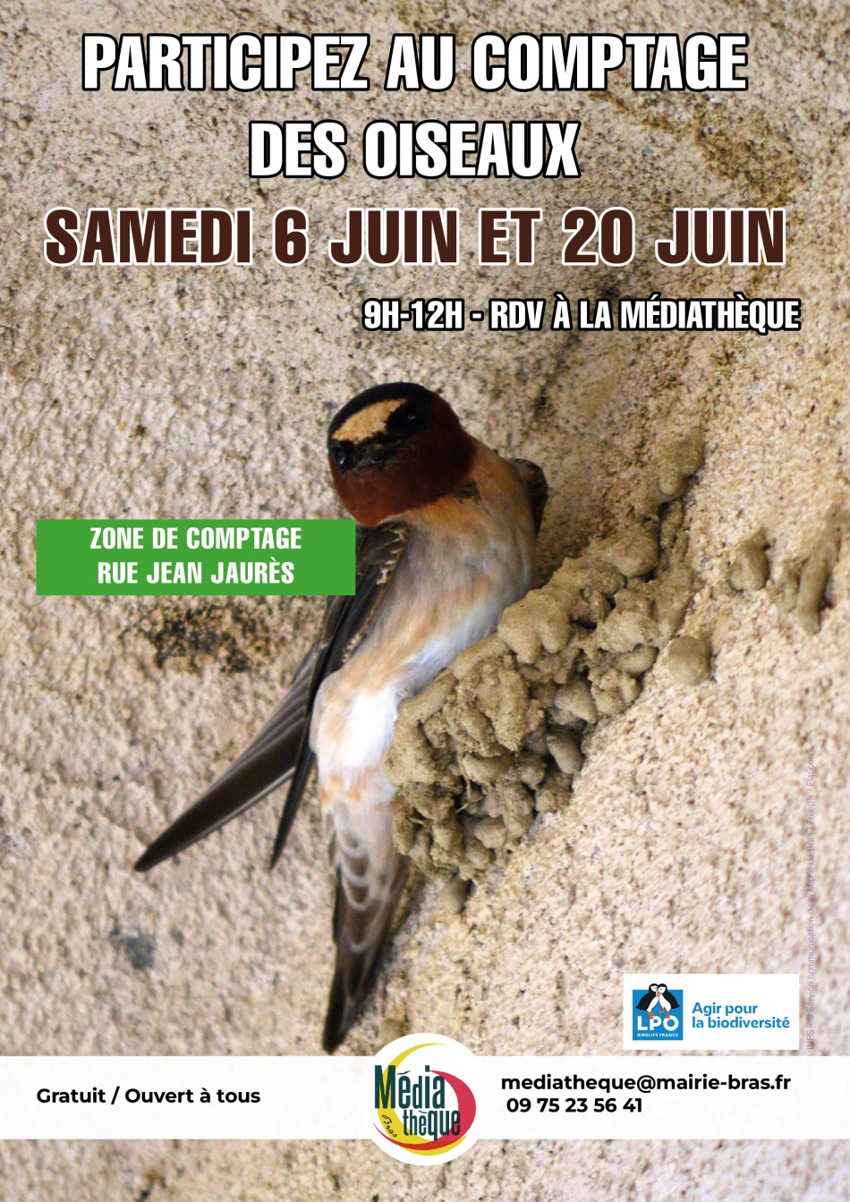 Comptage des oiseaux