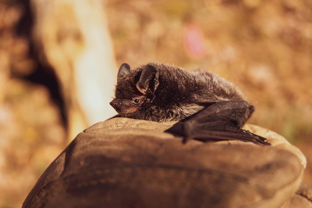 Les chauves-souris, des animaux incroyables