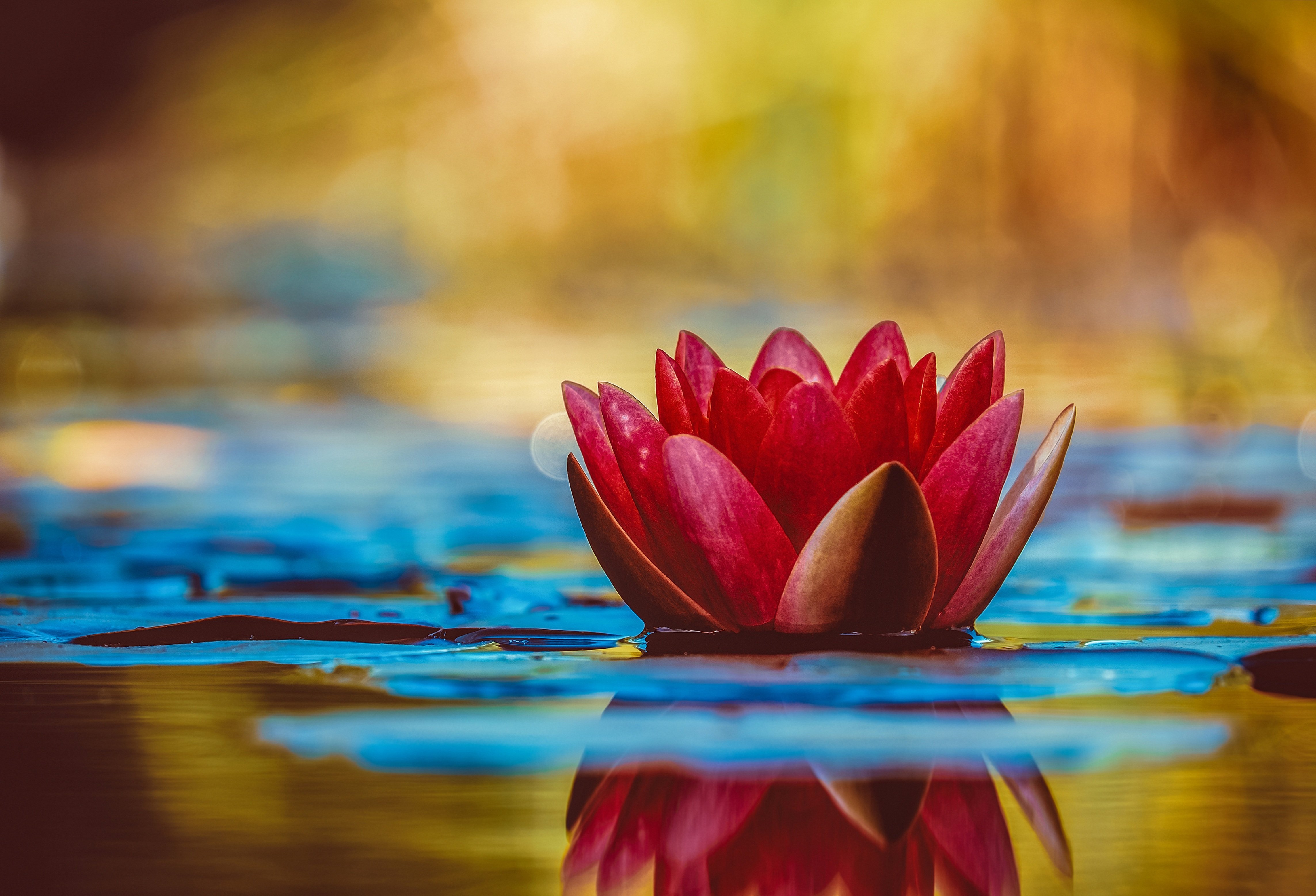 Conf�rence - Le Zen, une voie de libert�
