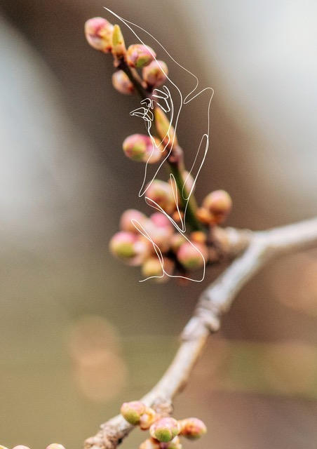 L'arbre souffle pr�s du rocher d'argent qui dort un joli soir de printemps