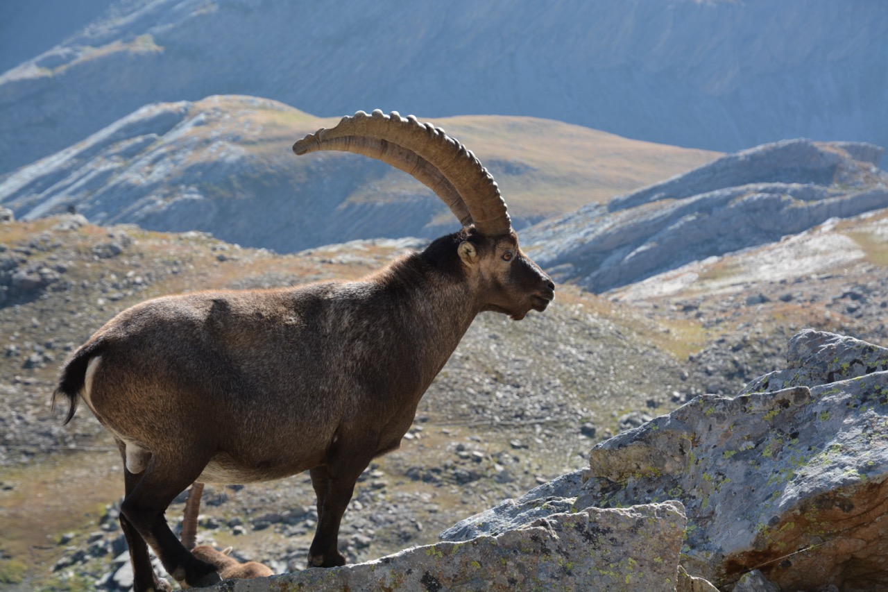 Conf�rence Bouquetin des Alpes