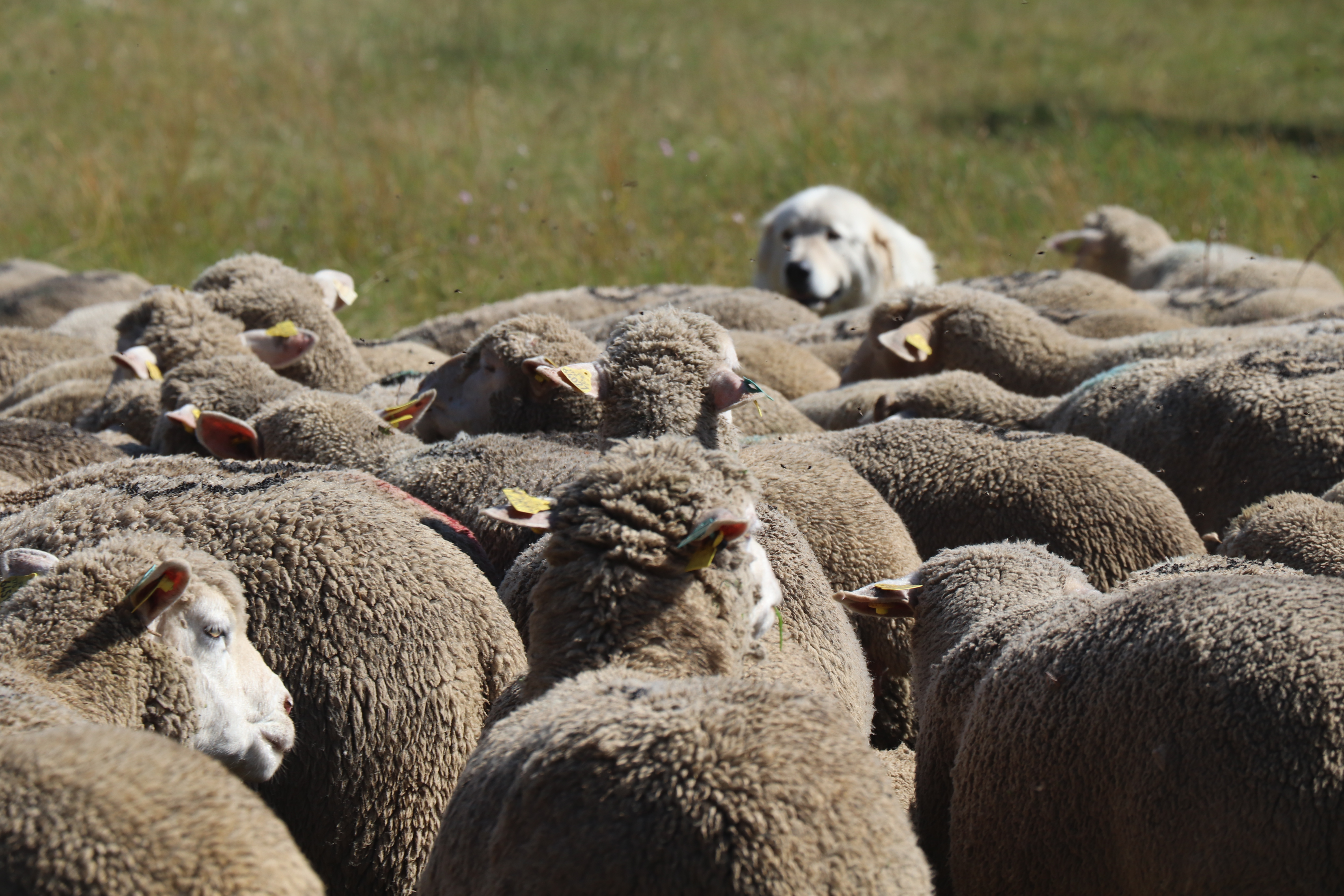 M�diation pastorale : stand de sensibilisation sur le march� de l'Argenti�re-La Bess�e