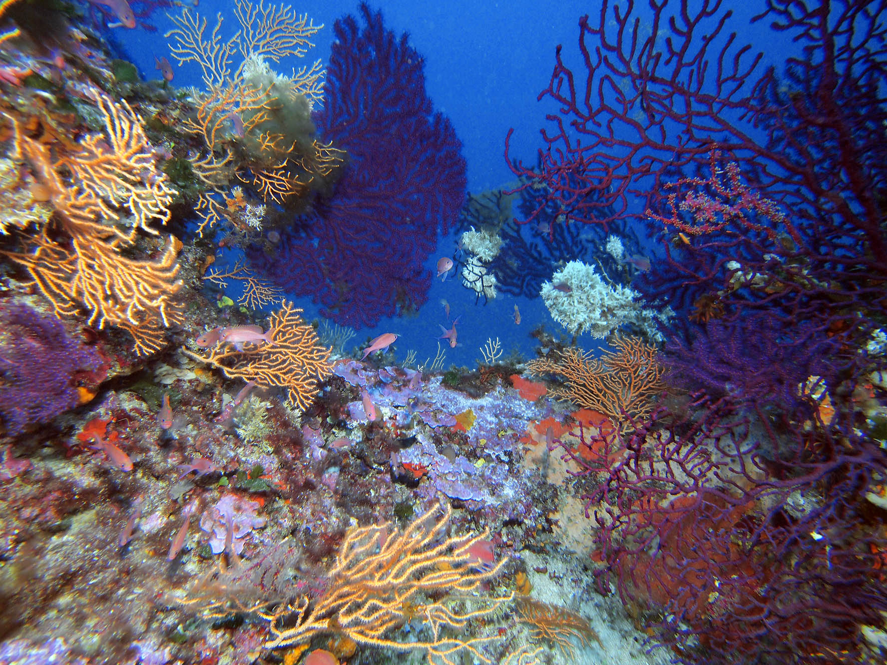 �cran nature : Habitants et habitats sous-marins