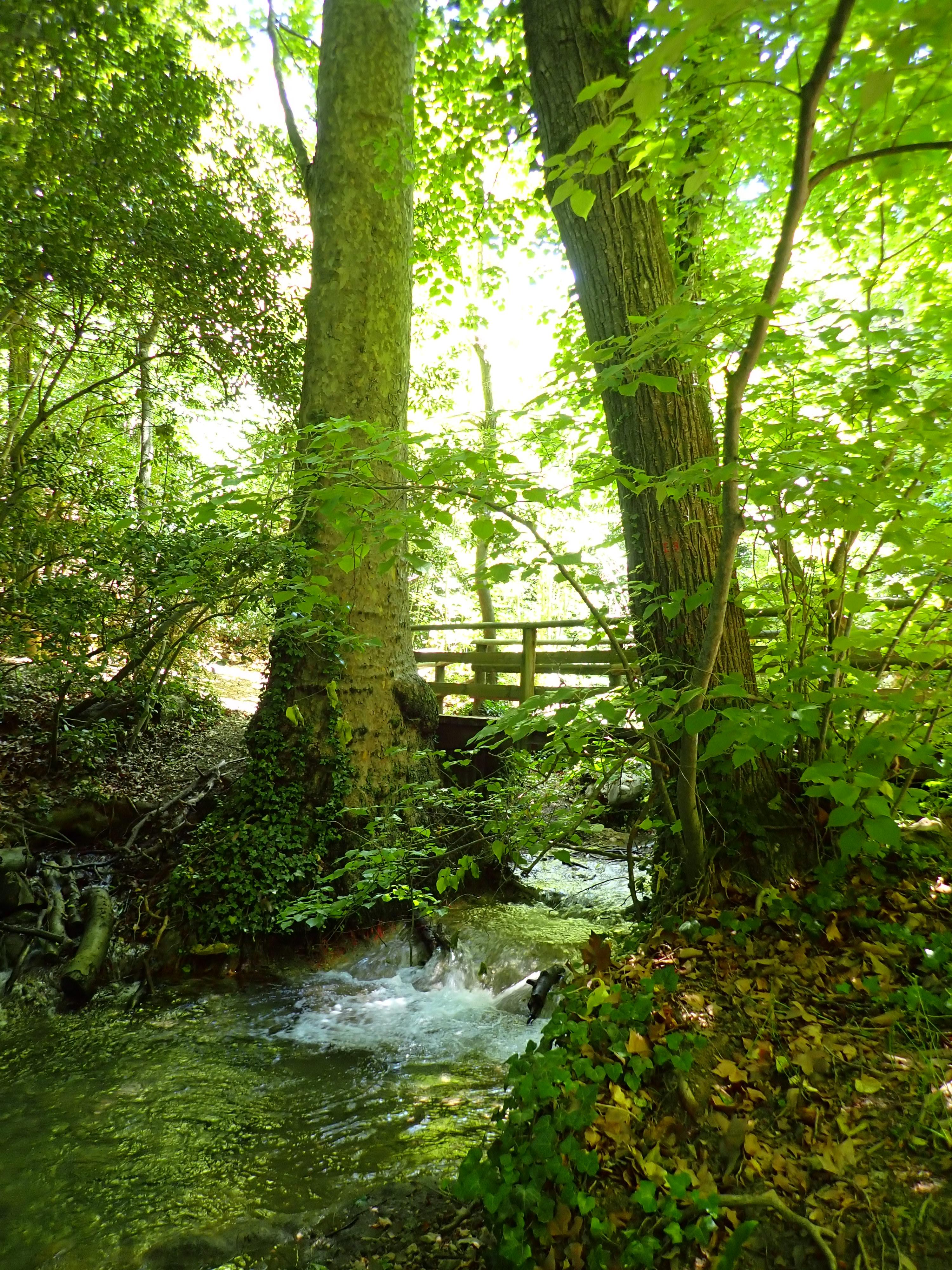 Balade plantes sauvages comestibles et m�dicinales de la vall�e de Saint-Pons