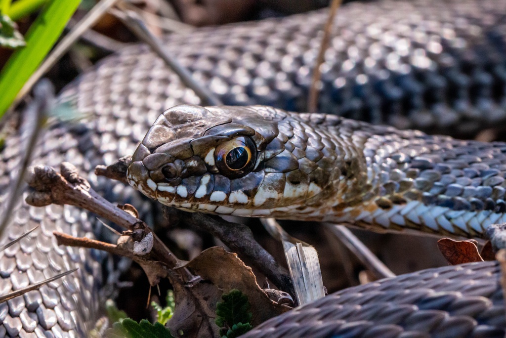 Les jeudis du Fort du Pradeau : les serpents
