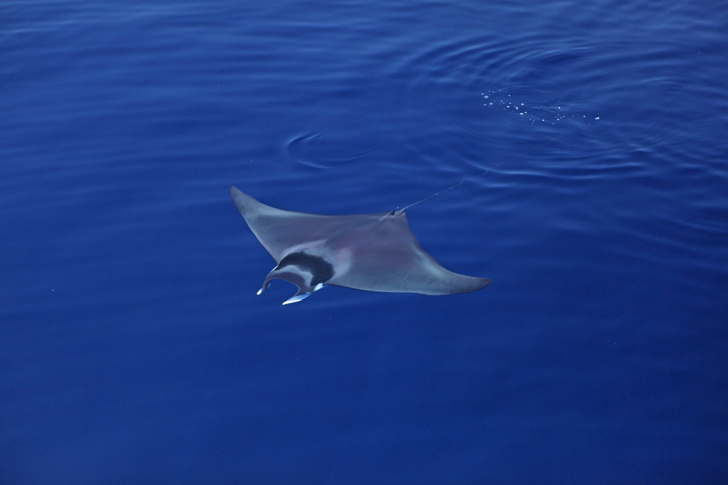 Les jeudis du Fort du Pradeau : raies et requins de M�diterran�e