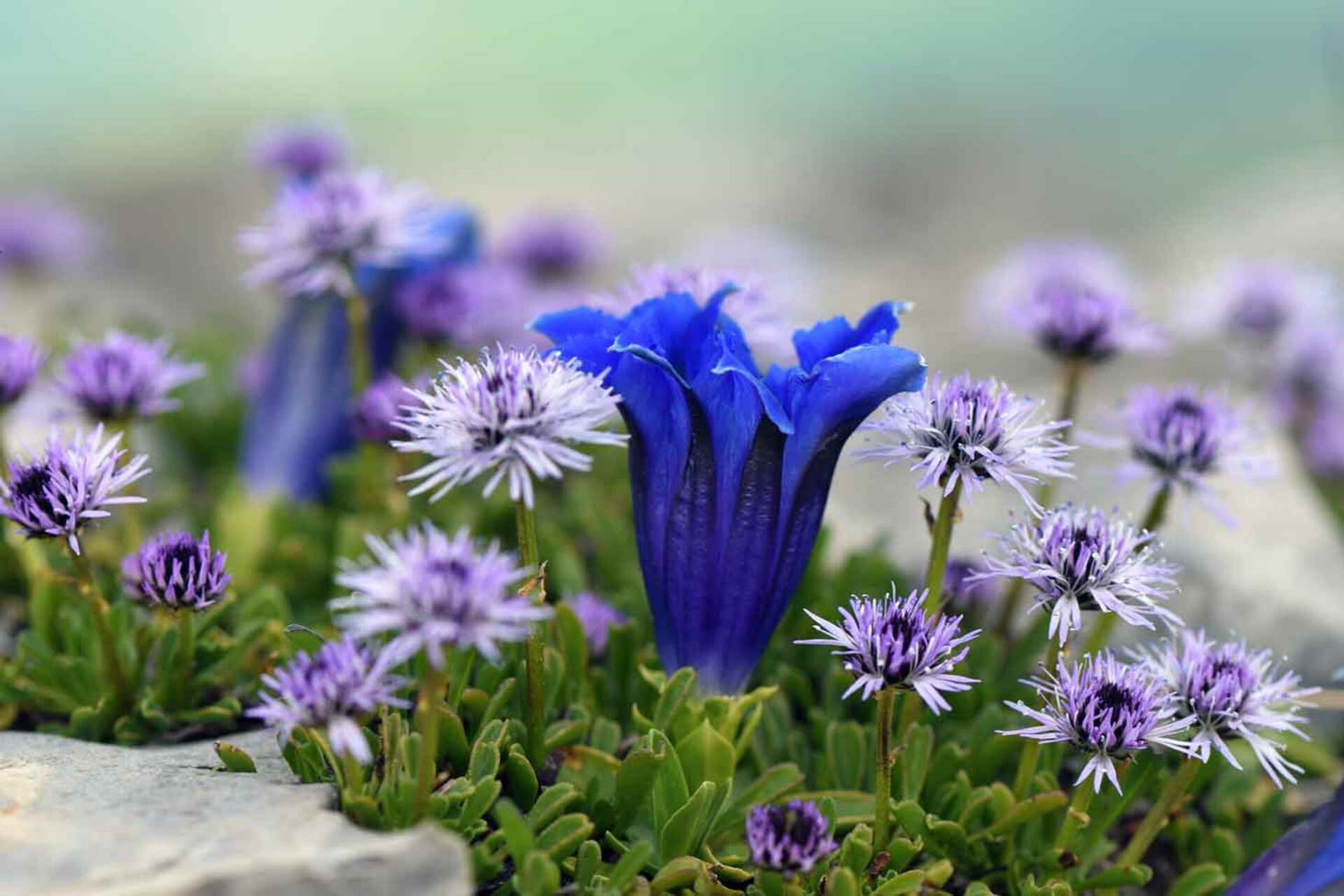Conf�rence : Plantes et milieux remarquables du Lautaret