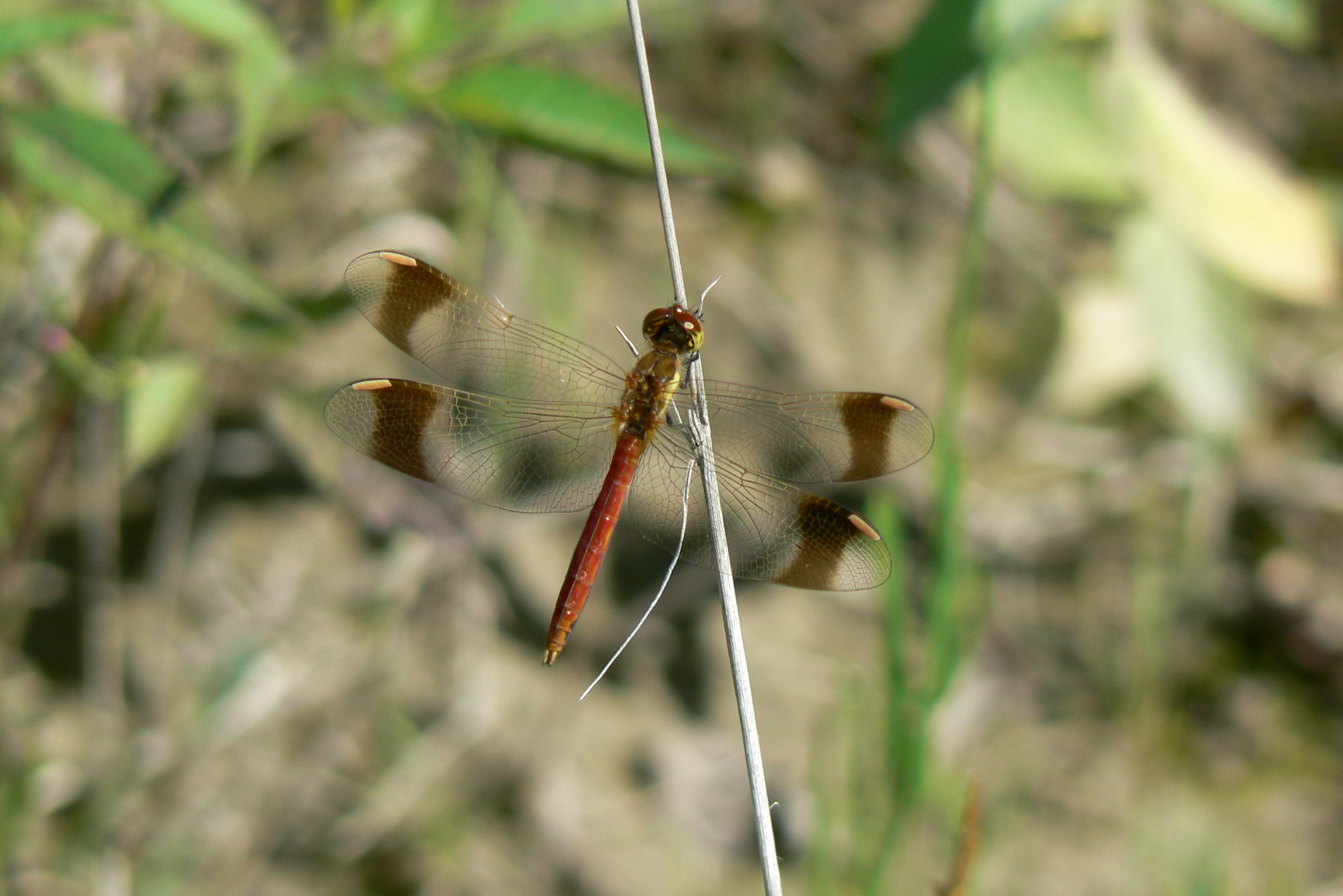 Balade Faune Flore au fil du Petit Bu�ch