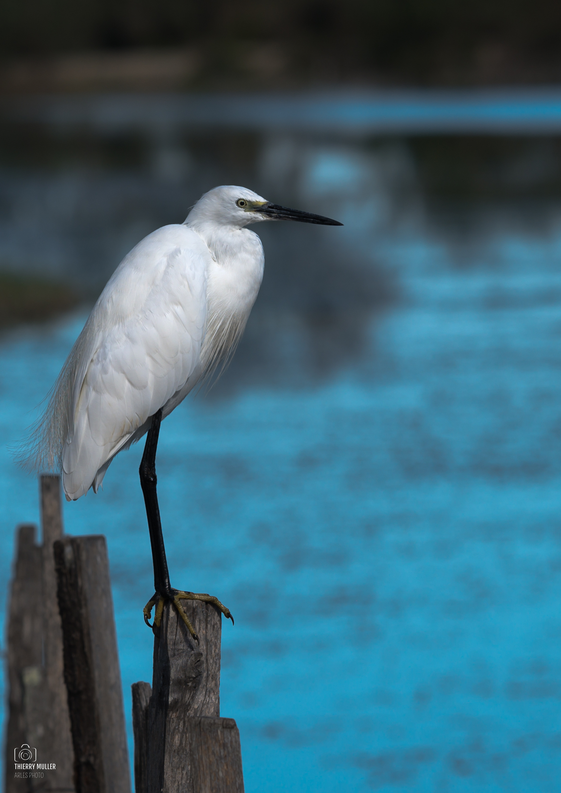 L'�t� photographique