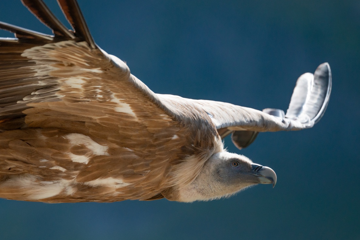 Animation rapaces diurnes et rel�cher de vautour fauve