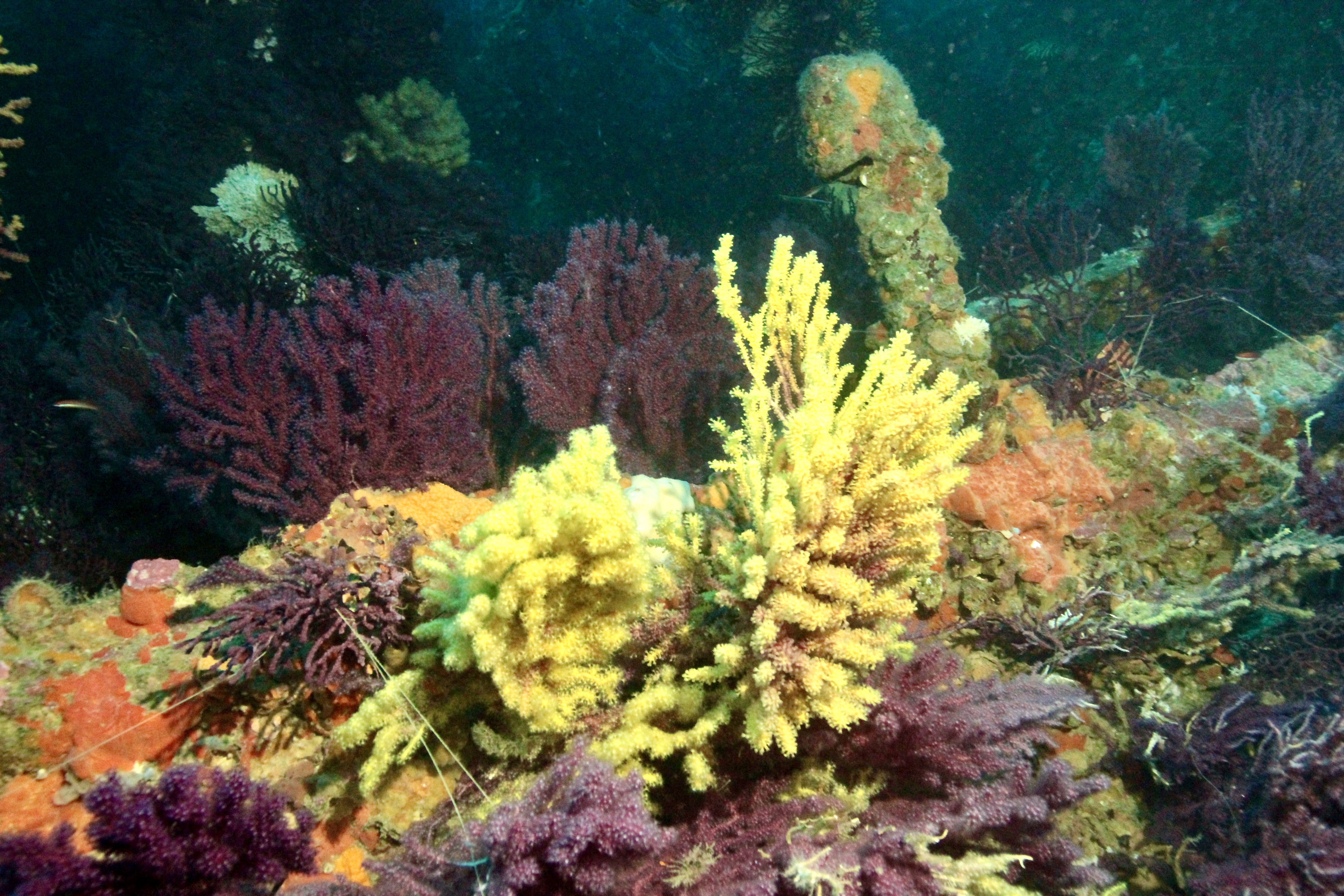 �cran nature : Sous la surface - les tr�sors vivants de Porquerolles