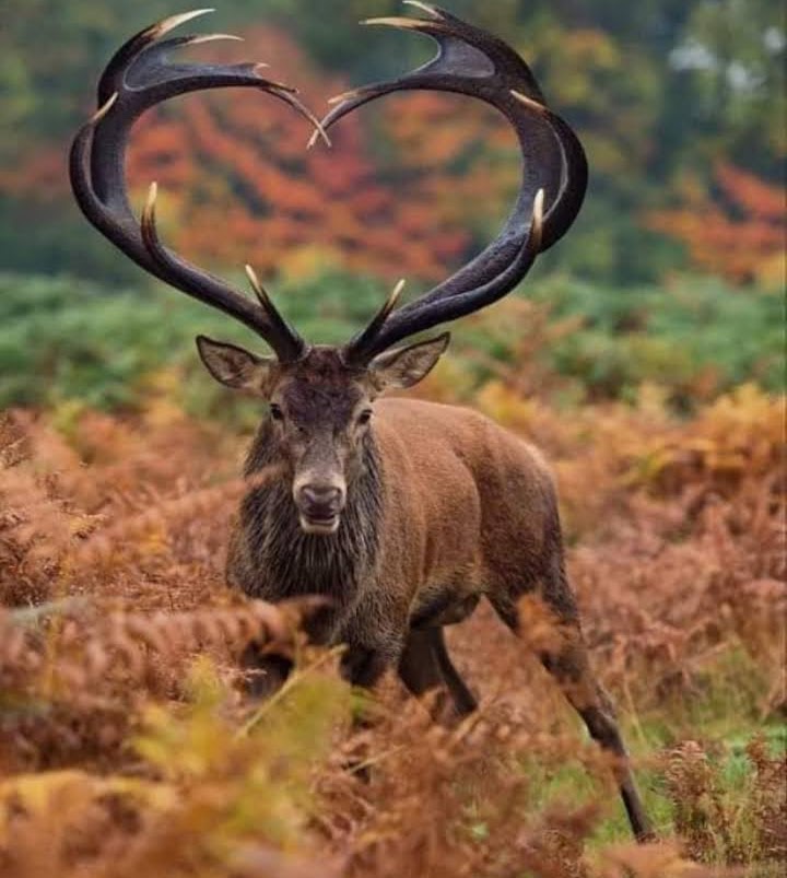 Balade sur les traces et indices de nos animaux sauvages