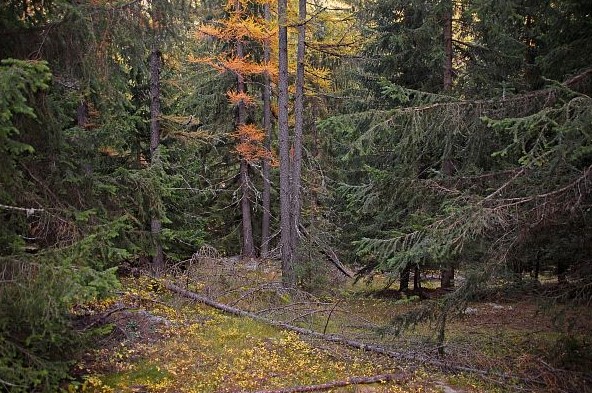 Promenons-nous dans les bois !