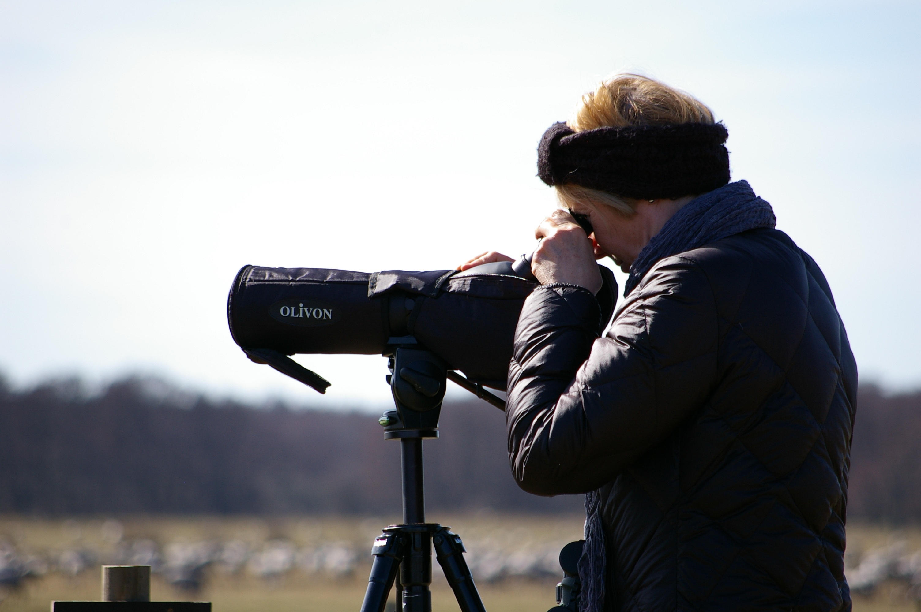 D�couverte des oiseaux du Lac des M�es