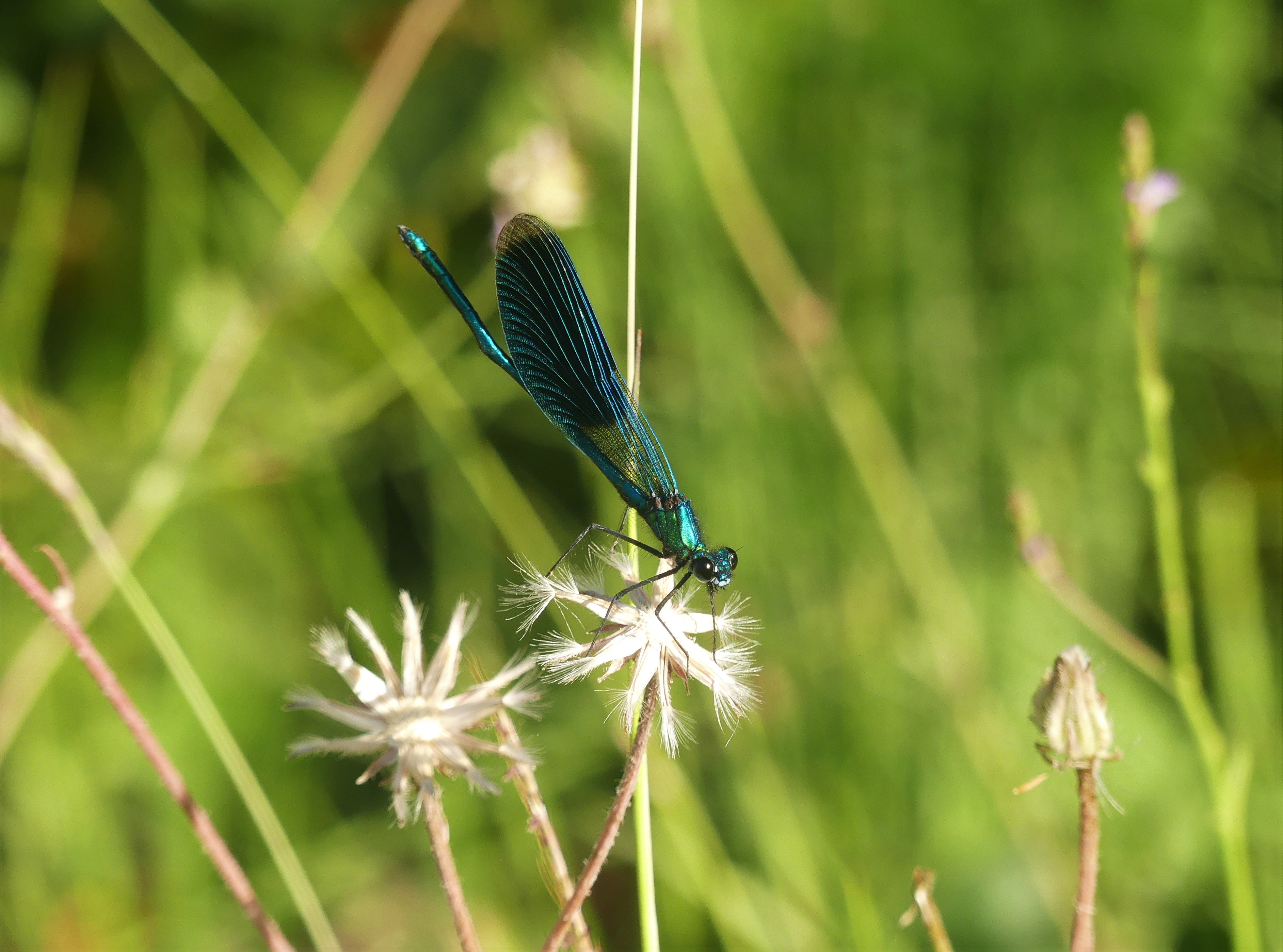 Balade sur les insectes � l'Etang de La Bonde