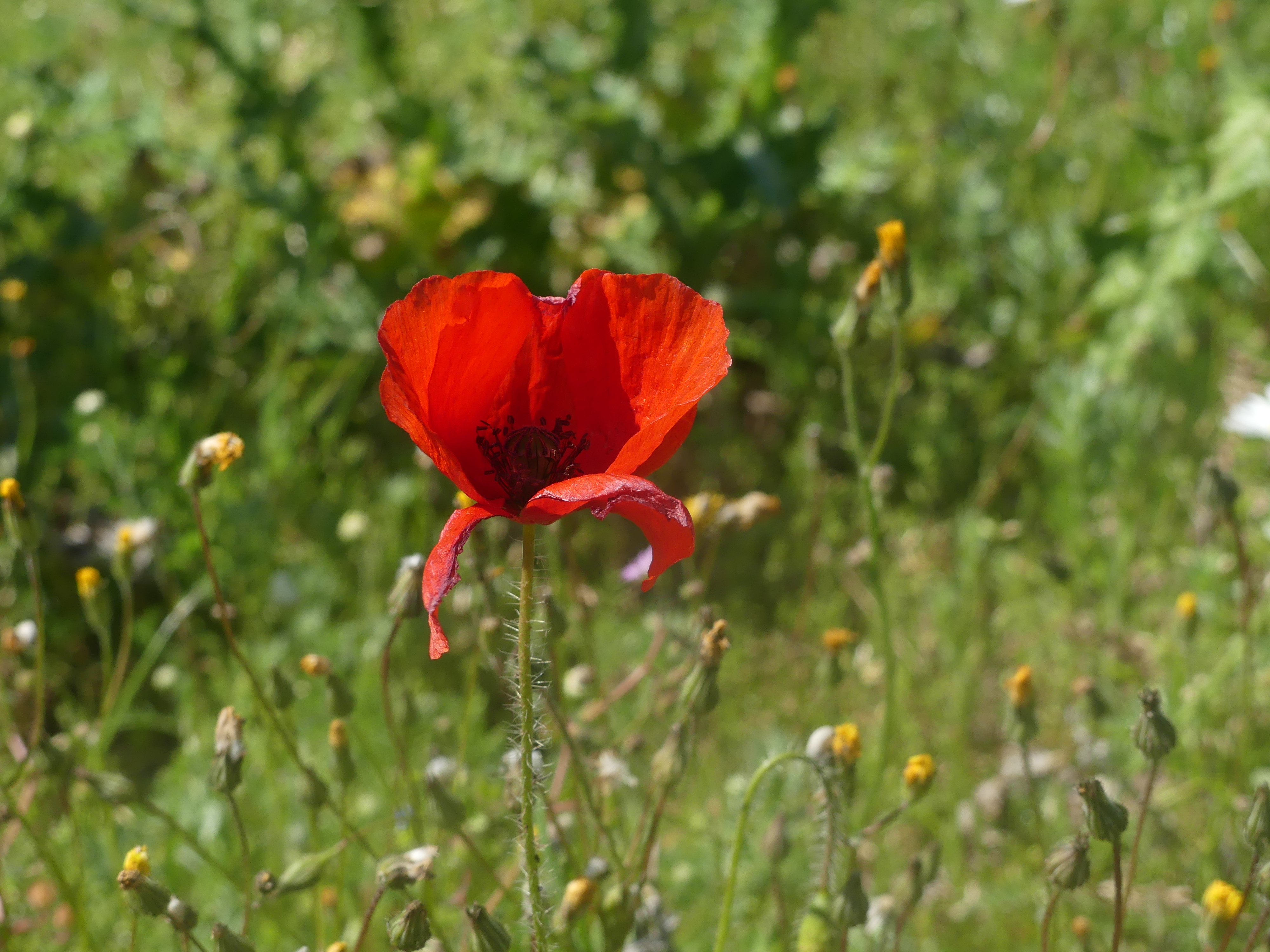 Sortie sur les plantes sauvages comestibles