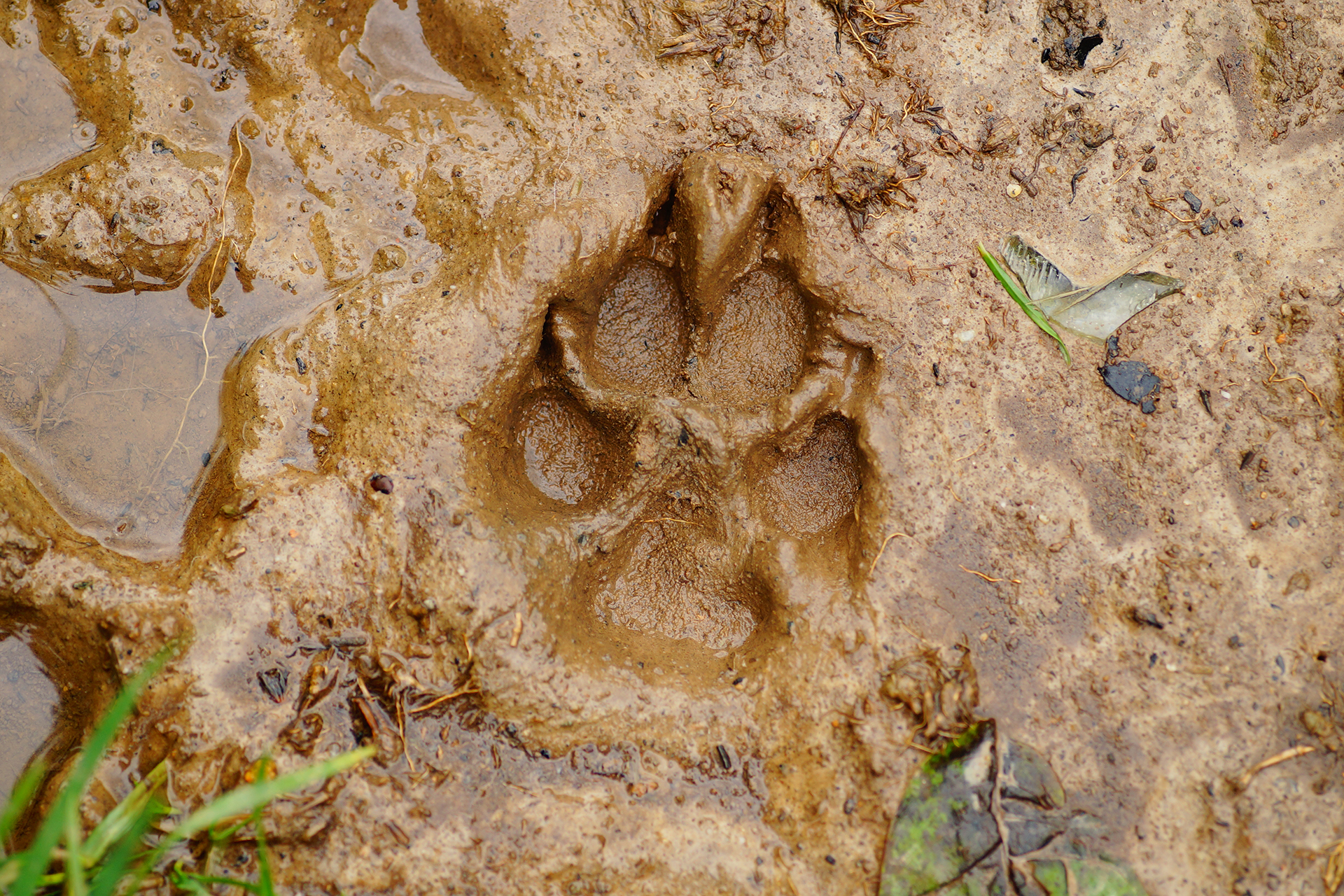 Les Dimanches du Sauze : Sortie avec accompagnateur en montagne - Sur les traces des loups