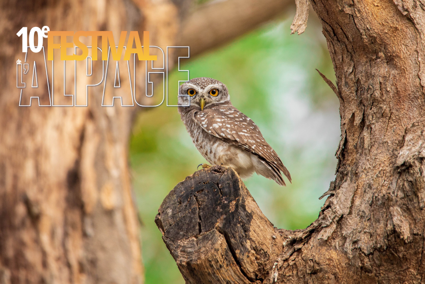 Festival de l'Alpage : A la d�couverte de la faune cr�pusculaire