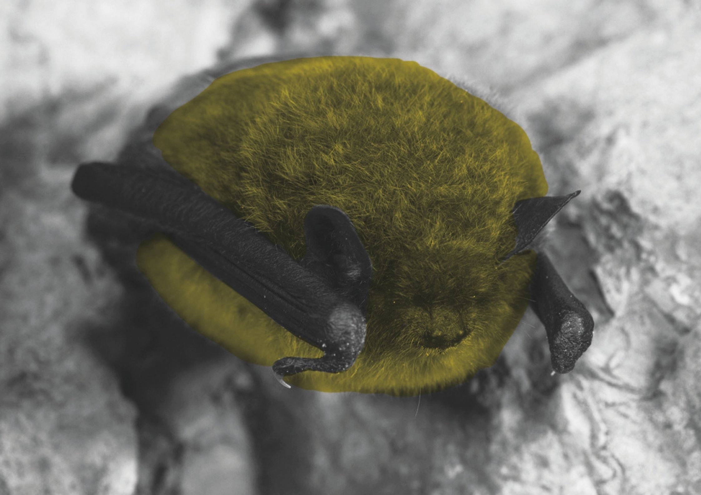 Explorer le monde des chauves-souris