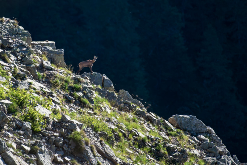 Chamois � la tomb�e de la nuit